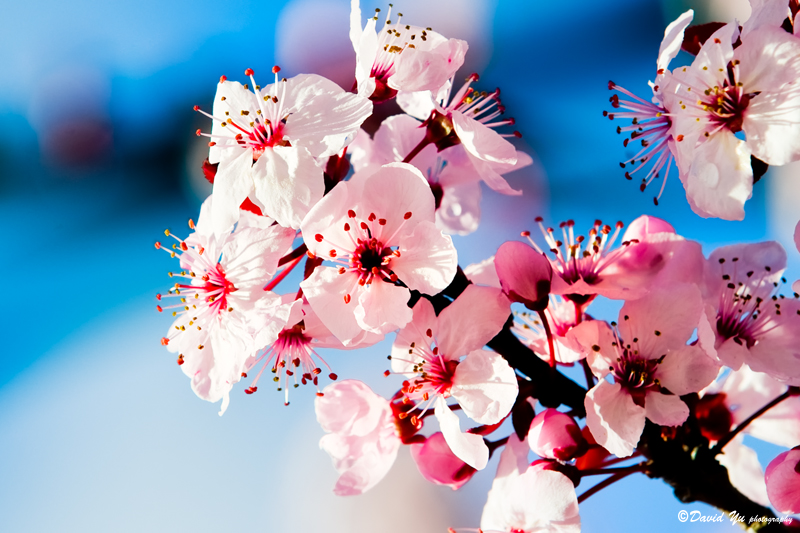 Membangkitkan Emosi: Seni Merangkai Bunga ala Medan